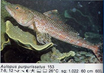Aulopus purpurissatus